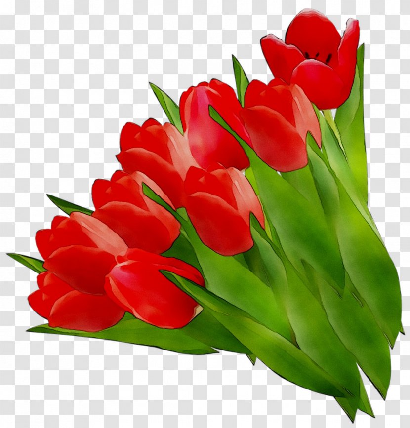 Tulip Cut Flowers Lily Flower Bouquet - Plant - Petal Transparent PNG