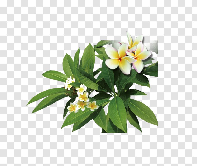 Frangipani Icon - Information - Plant Plumeria Transparent PNG