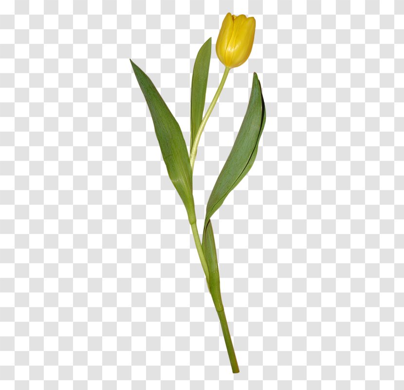 Tulip Yellow Flower Petal - Plant Stem - Tulips Transparent PNG