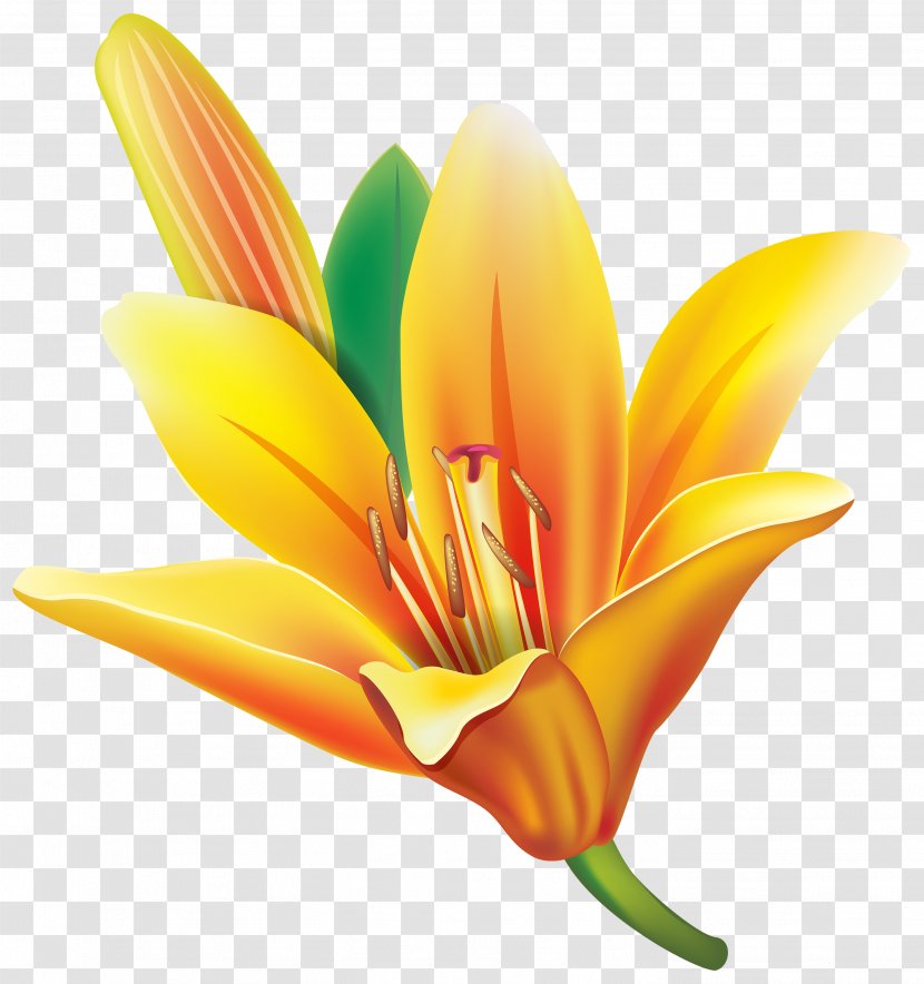 Easter Lily Flower Yellow Clip Art - Flowering Plant Transparent PNG