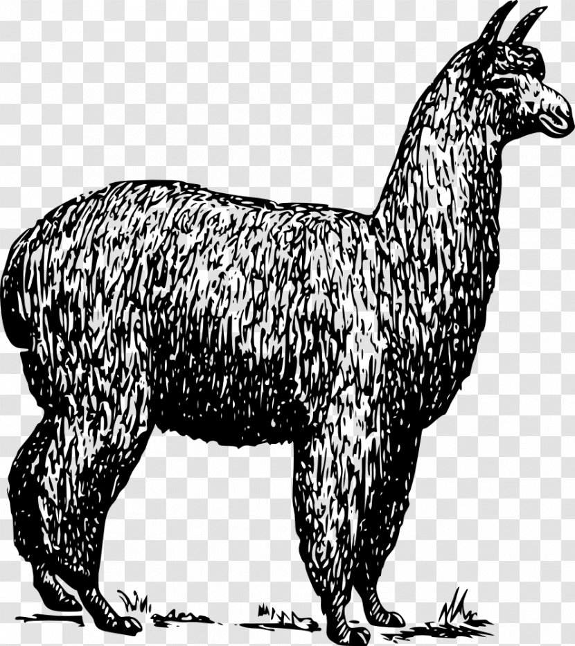 Alpaca Fiber Llama Clip Art - Camel Like Mammal - Sheep Transparent PNG