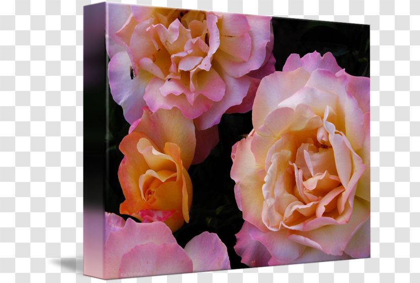 Garden Roses Cabbage Rose Floribunda Floral Design Cut Flowers - Order Transparent PNG