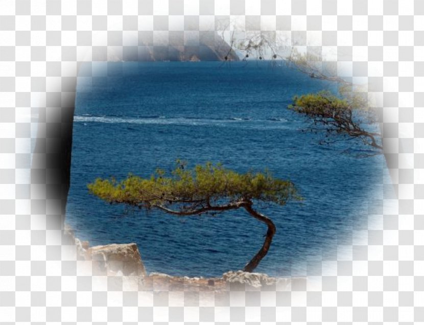 Water Resources Desktop Wallpaper Computer Tree - Ocean Transparent PNG
