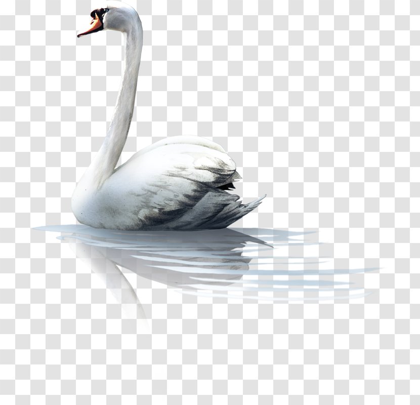 Cygnini Bird The Ugly Duckling Animal - Swan Transparent PNG