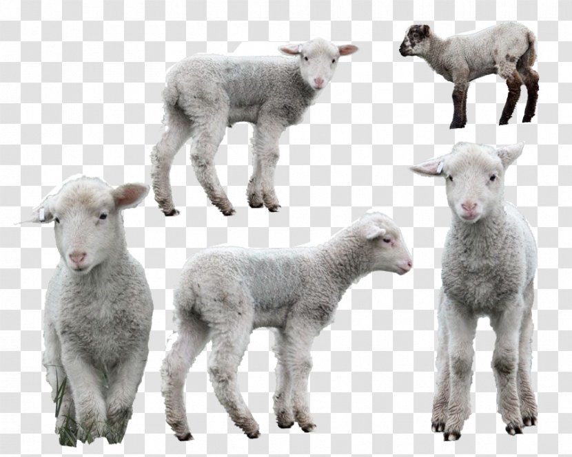 Sheep Image Lamb Photography - Terrestrial Animal Transparent PNG