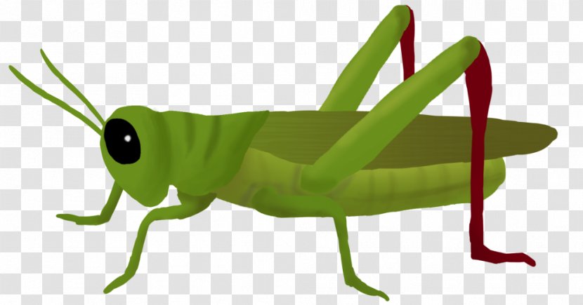 Clip Art Grasshopper Image Illustration - Pest Transparent PNG