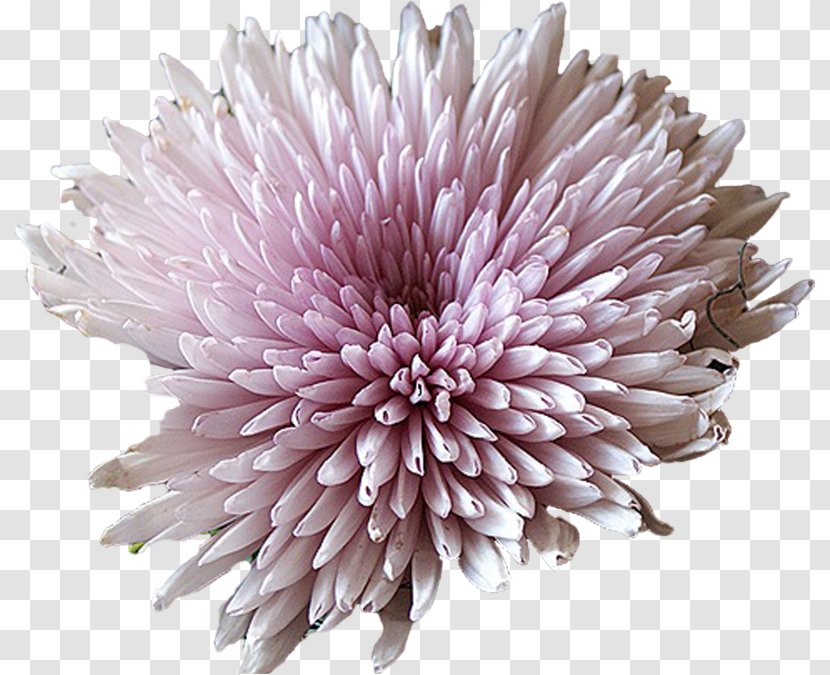 Cut Flowers Daisy Family Aster - Pink - Adobe Systems Transparent PNG