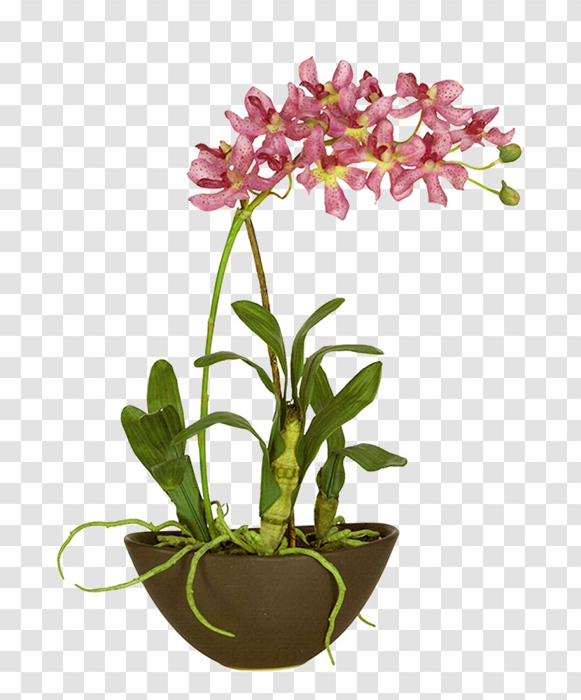 Moth Orchids Landscape - Plant Stem - Design Transparent PNG