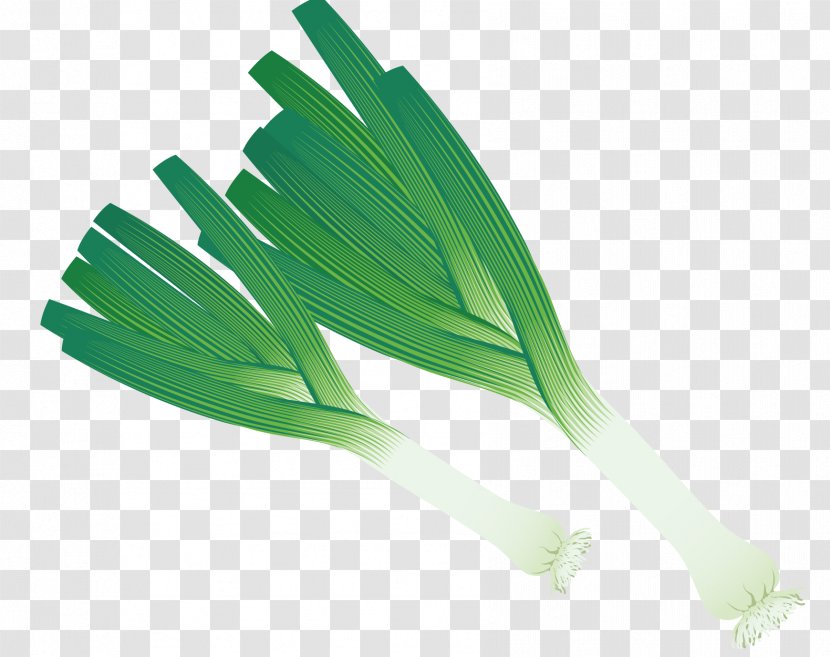 Allium Fistulosum Onion Scallion - Leaf - Vector Green Onions Transparent PNG