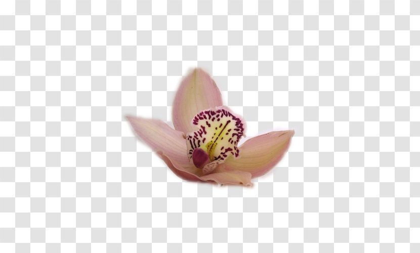 Moth Orchids Lilac - Flower Transparent PNG