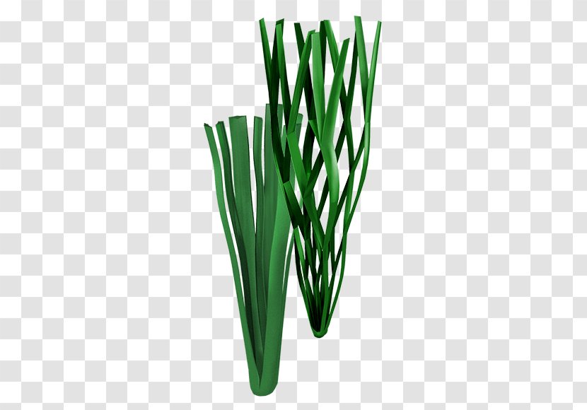 Allium Fistulosum Welsh Cuisine Grasses Commodity Plant Stem - Onion - Synthetic Fiber Transparent PNG