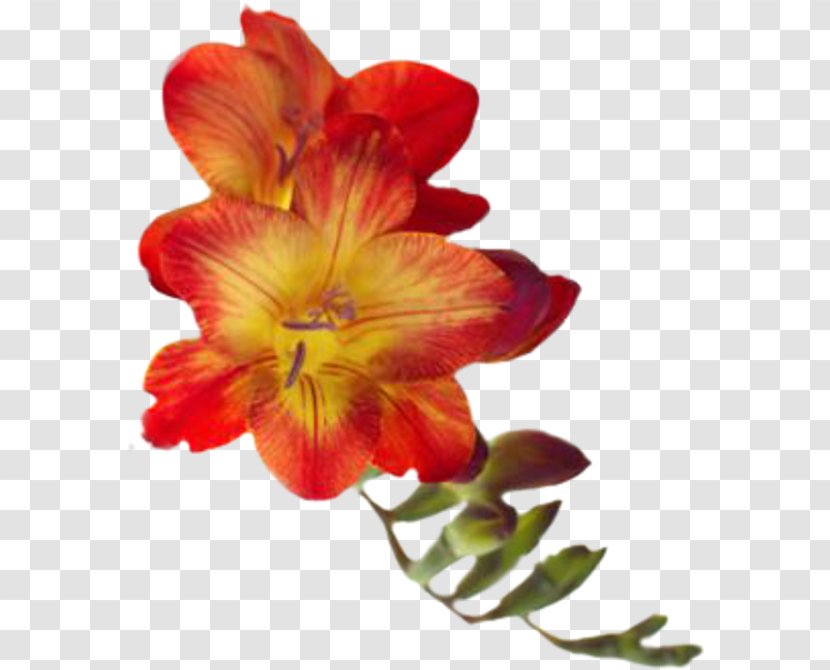 Cut Flowers Orange S.A. Tulip - Alstroemeriaceae - Flower Transparent PNG
