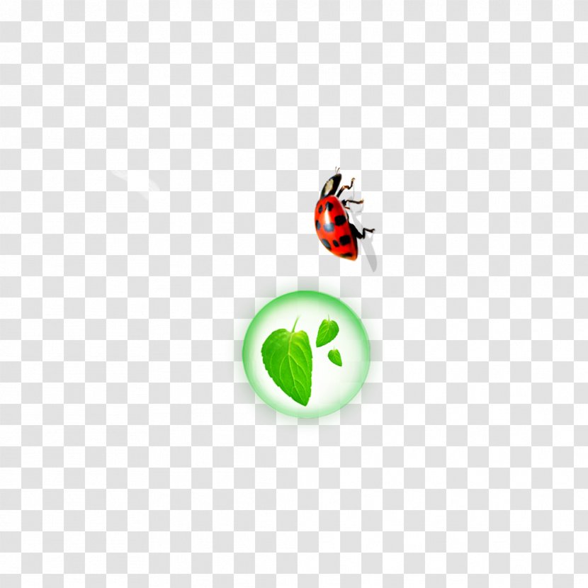 Insect Leaf Euclidean Vector Icon - Logo - Leaves Transparent PNG