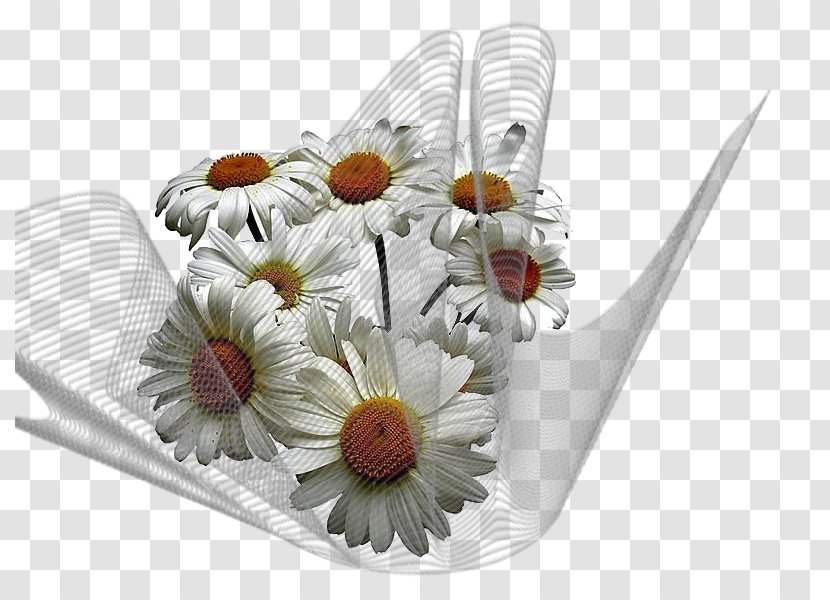 Common Daisy Chamomile Flower Allah - Essential Oil Transparent PNG