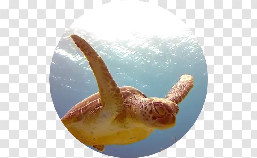 Ocean Block Puzzle Tower 3D Android Desktop Wallpaper Turtle - Sea Transparent PNG