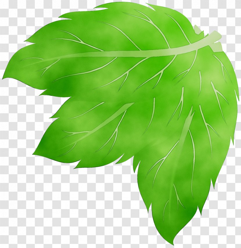 Green Leaf Tree - Botany - Plant Transparent PNG
