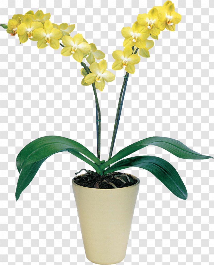 Savona Moth Orchids Houseplant - Cut Flowers - Orchid Transparent PNG