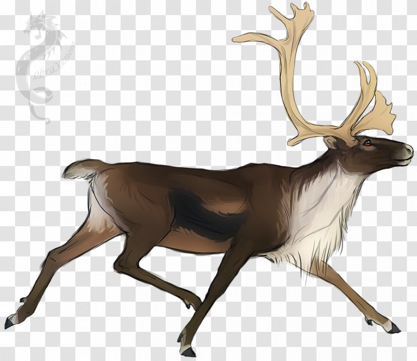 Reindeer DeviantArt Drawing Sketch - Mammal Transparent PNG