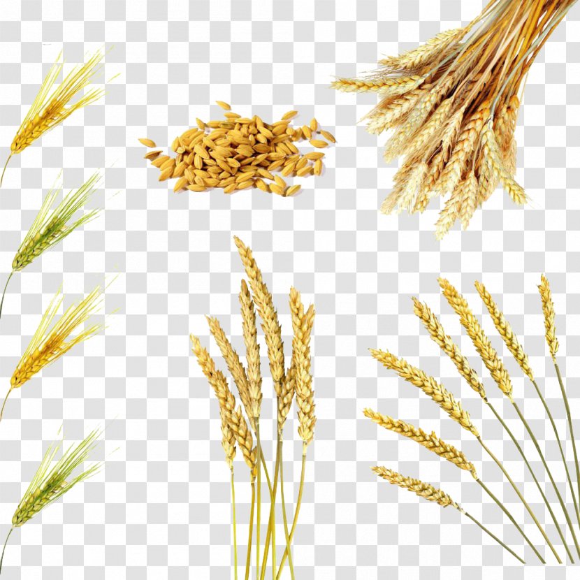 Rice Bran Oil Wheat Cereal Brown - Poales - Variety Of Transparent PNG