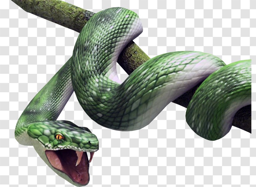 Snake Vipers Atheris Squamigera Reptile Desktop Wallpaper - Boas - LABIOS Transparent PNG