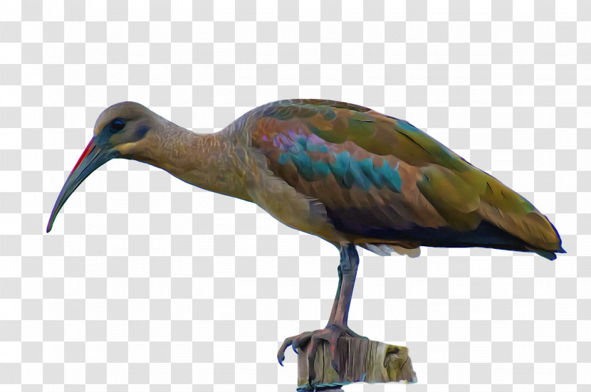 Ibis Crane Birds Stork Beak Transparent PNG