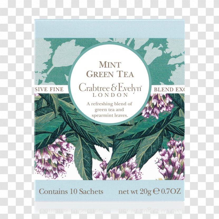 Green Tea Mentha Spicata Leaf Mint - Garden Transparent PNG