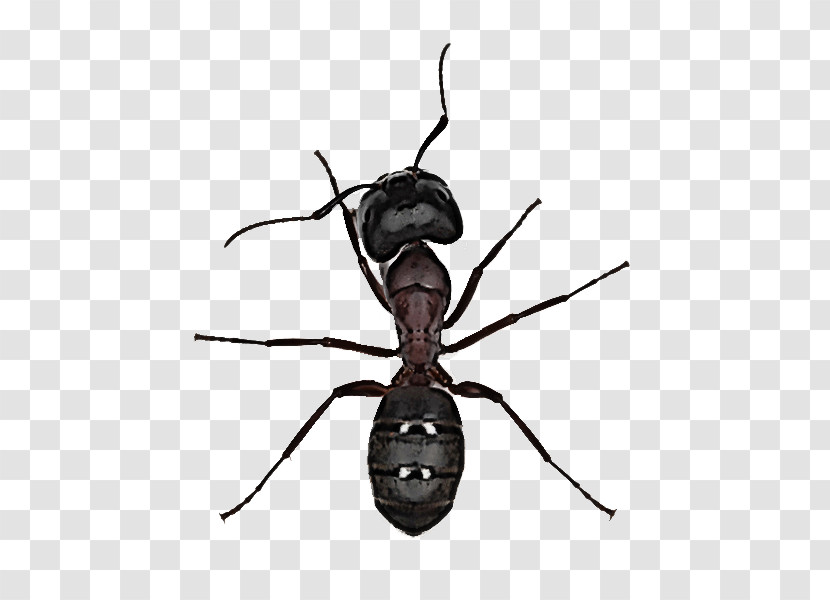 Insect Pest Carpenter Ant Ant Membrane-winged Insect Transparent PNG