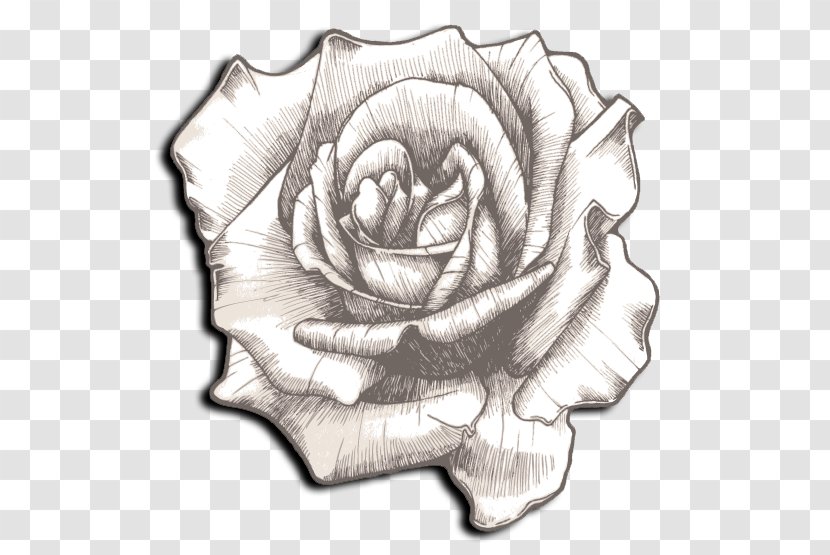 Drawing Rose Clip Art - Garden Roses - Cream-colored Transparent PNG