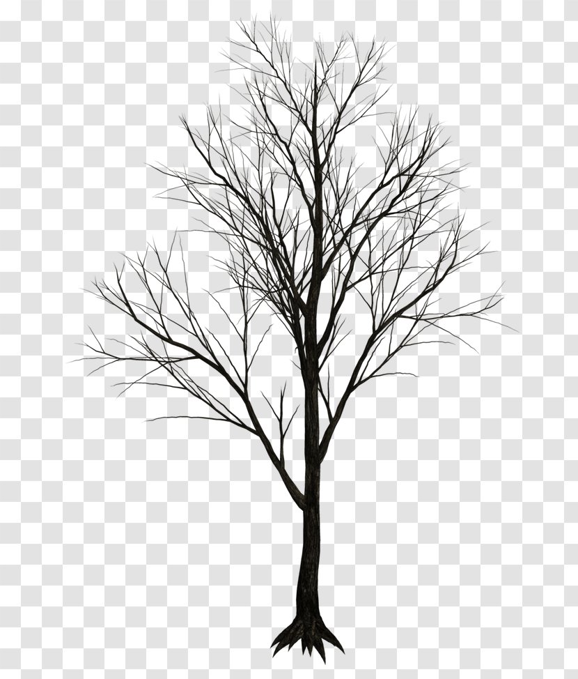 Tree Clip Art - Drawing Transparent PNG