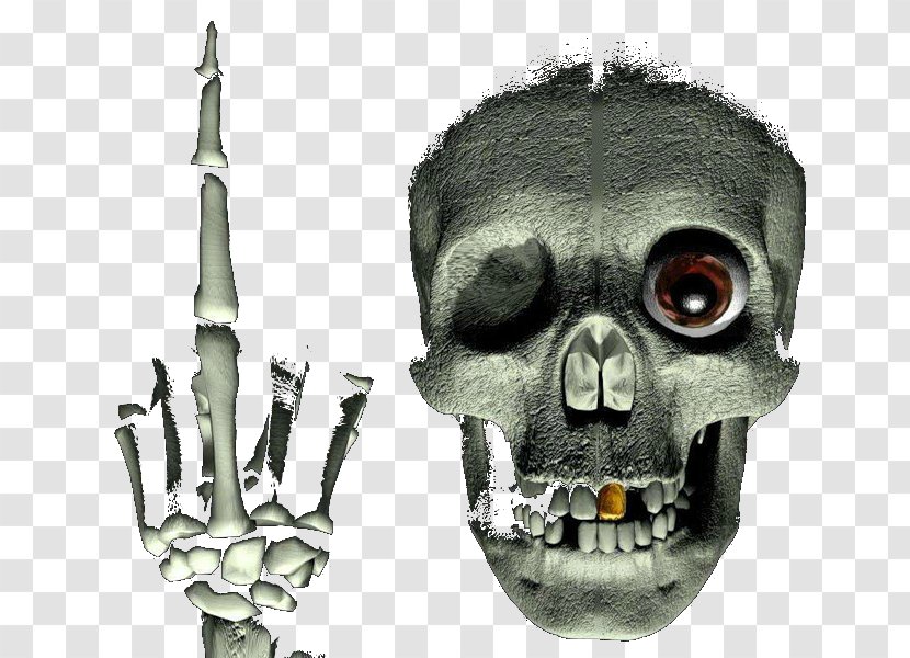 Skull Skeleton Photography Jaw Transparent PNG