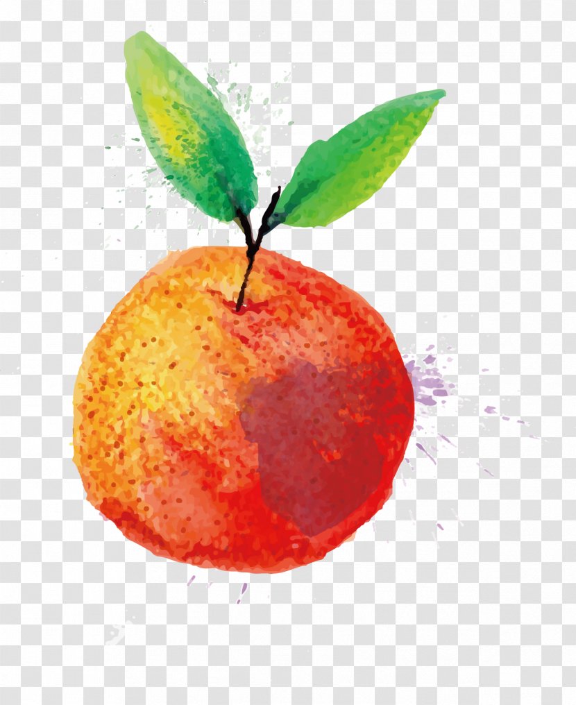 Watercolor Painting Fruit - Illustrator - Apple Transparent PNG