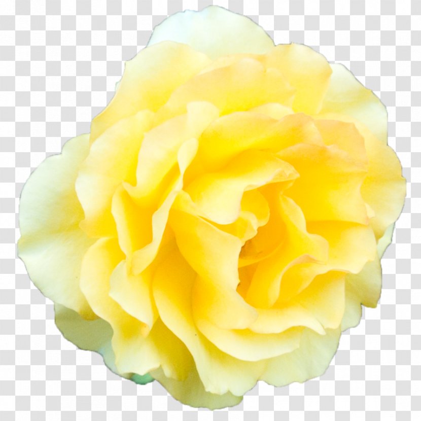 Beach Rose Garden Roses Yellow - Order - Transparent Background Transparent PNG