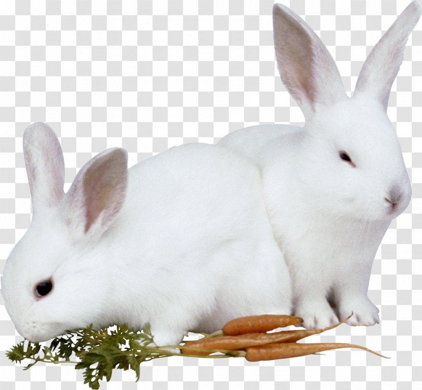 Hare Easter Bunny Rabbit Animal - Leporids Transparent PNG