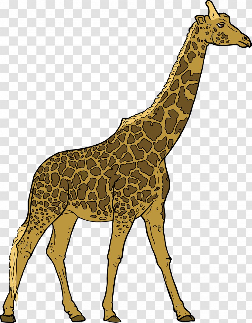 Giraffe Herbivore Animal Carnivore Clip Art - Giraffidae - Tall Transparent PNG