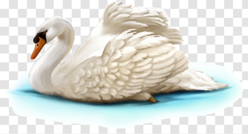 Mute Swan Bird Illustration - Beak - White Transparent PNG