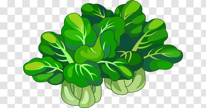 Chinese Cabbage Leaf Vegetable Napa - Food Transparent PNG