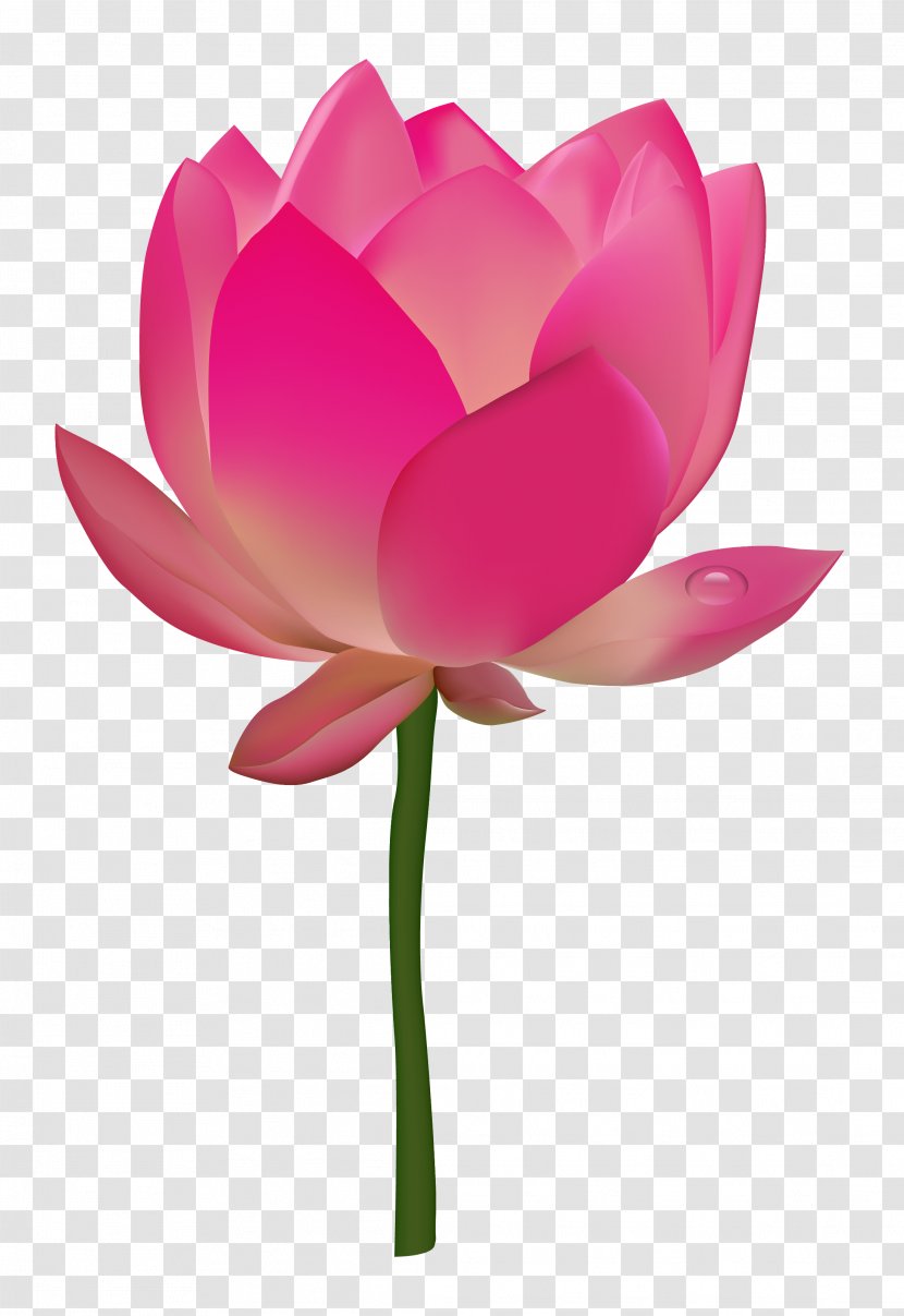 Nelumbo Nucifera Flower Lotus - Rose Family Transparent PNG