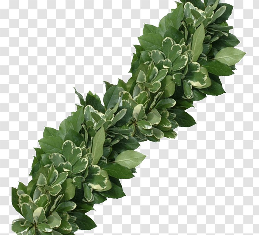 Japanese Cheesewood Shallon Variegation Leaf Succulent Plant - Garland Transparent PNG