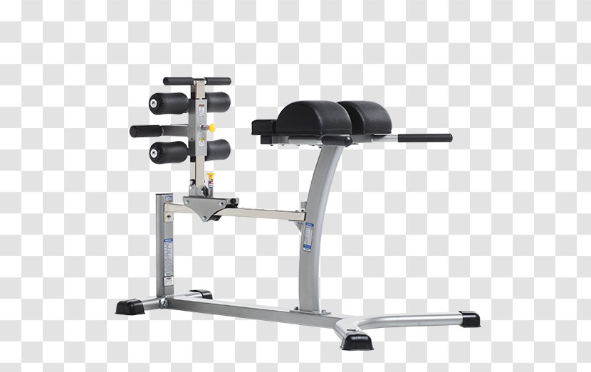 Hamstring Gluteal Muscles Gluteus Maximus Bench - Flower - Weightlifting Machine Transparent PNG
