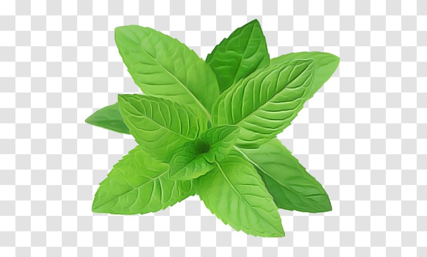 Leaf Flower Plant Basil Herb - Herbal Mint Transparent PNG