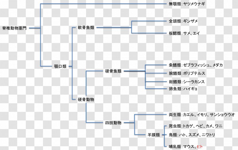 Vertebrate Amphibian Bony Fishes Reptile Bird - Plot Transparent PNG