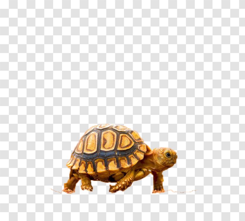 Turtle Quotation Spanish Feeling - Yellow Transparent PNG