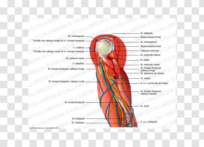 Shoulder Blood Vessel Nerve Augšdelms Muscle - Watercolor - Arm Transparent PNG
