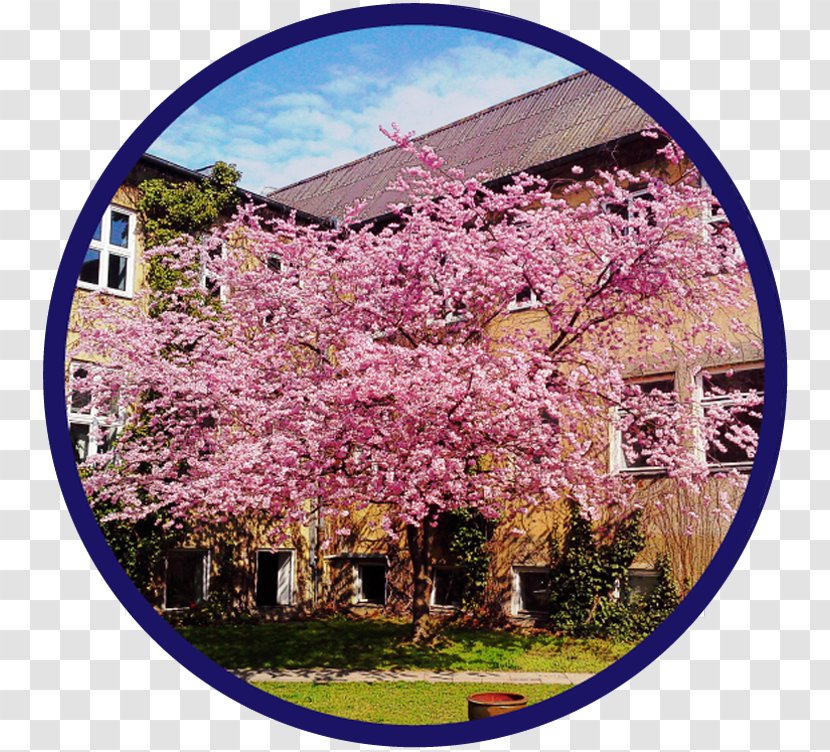 Cherry Blossom Lilac ST.AU.150 MIN.V.UNC.NR AD Transparent PNG