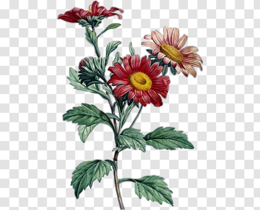 La Botanique De J. Rousseau Callistephus Chinensis Botanical Illustration Aster - Book - Chrysanthemum Transparent PNG