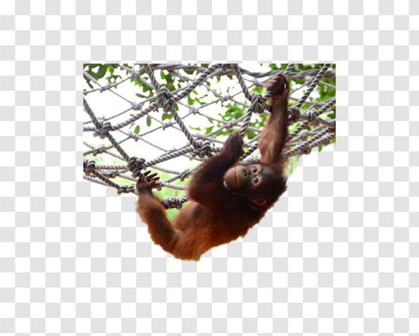 Orangutan Chimpanzee Gorilla - Wildlife - Orangutans Transparent PNG