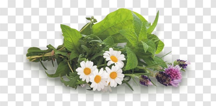 Metabolism Medicinal Plants Herbaceous Plant Transparent PNG