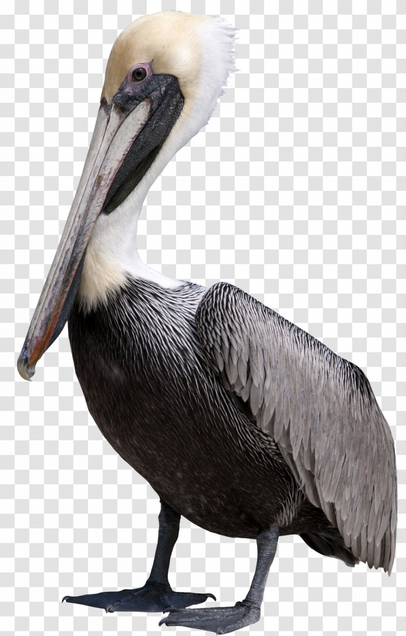 Pelican Bird Clip Art - Gull Transparent PNG