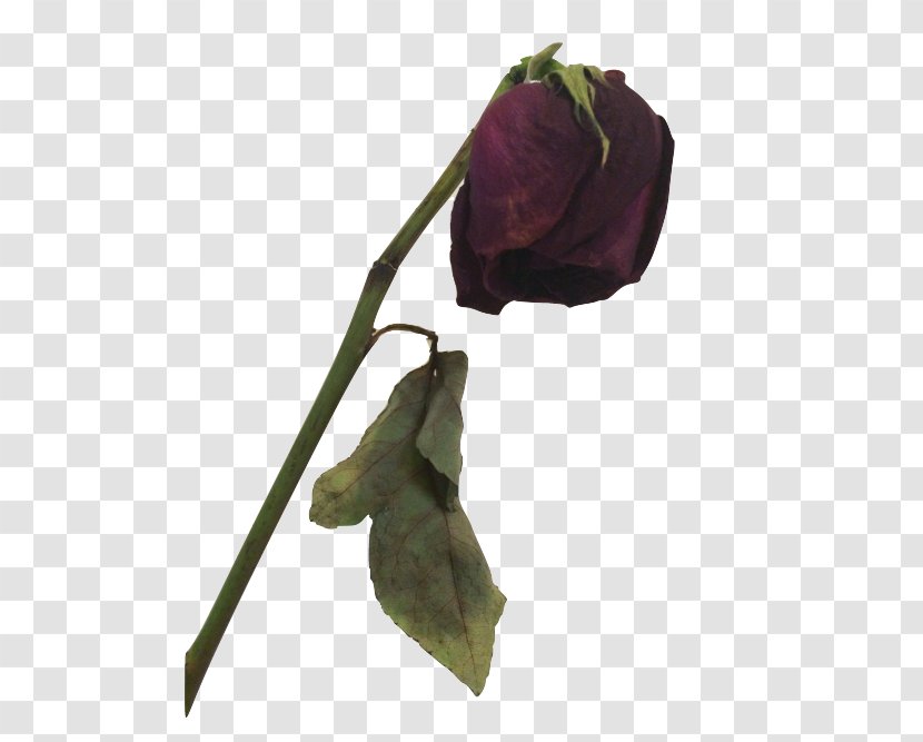 The Covered Amazon.com Death Flower Rose - Dead Transparent PNG