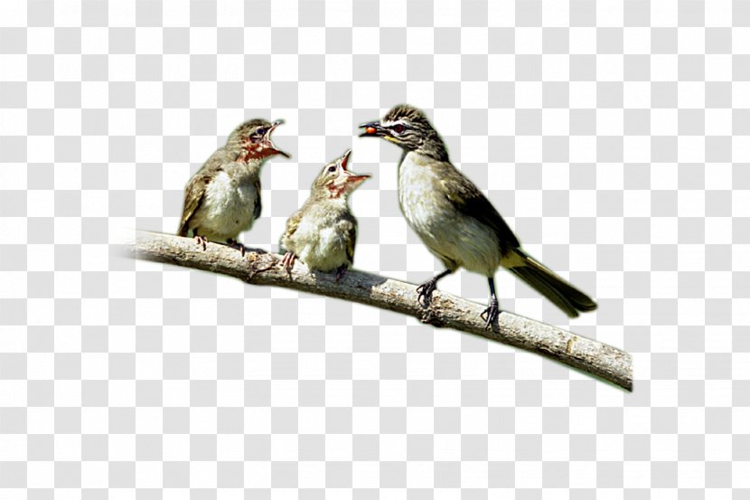 House Sparrow Bird Finch - Perching - Birds Transparent PNG